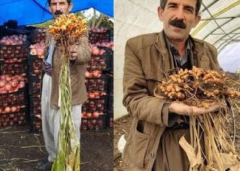 صور: بعد عامين من التجارب.. مزارع عراقي يعلن نجاح زراعة الكركم في حلبجة!