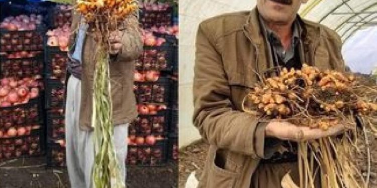 صور: بعد عامين من التجارب.. مزارع عراقي يعلن نجاح زراعة الكركم في حلبجة!