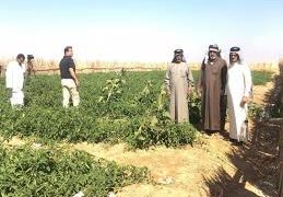 مليار دينار للفلاحين في ذي قار “بيان من إدارة المحافظة”