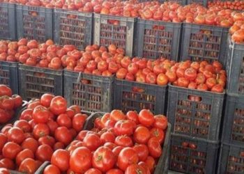 البستنه: تصدير250 طن من الطماطم العراقية الى السعودية