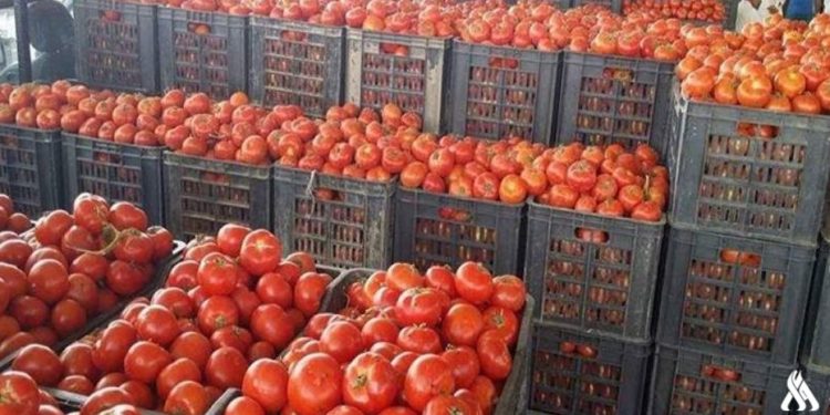 البستنه: تصدير250 طن من الطماطم العراقية الى السعودية