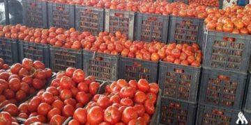 تصدير 2000 طن من الطماطم الى السعودية