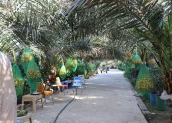 تأليف لجنة لزيادة إنتاج النخيل ودعم التمور العراقية “بتوجيه من الكاظمي”