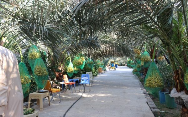 تأليف لجنة لزيادة إنتاج النخيل ودعم التمور العراقية “بتوجيه من الكاظمي”