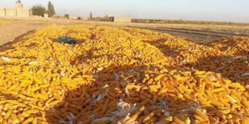 إطلاق مستحقات مسوقي الذرة الصفراء للموسم الزراعي 2019 – 2020