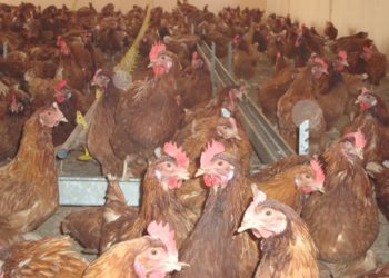 الزراعة النيابية تشيد بقرار تزويد حقول الدواجن بالوقود