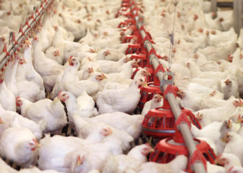 الزراعة تبدء بمنع استيراد مقطعات الدجاج اللاحم .