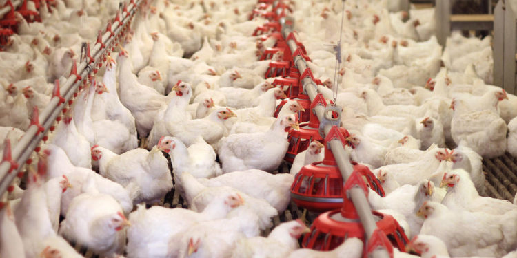 الزراعة تبدء بمنع استيراد مقطعات الدجاج اللاحم .