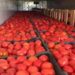 تصدير 5 آلاف طن طماطم إلى السعودية