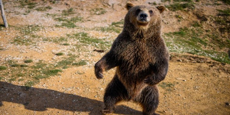 خشية من اندثارها.. اطلاق سراح دببة في دهوك