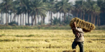 الجمعيات الفلاحية تهدد بتنظيم تظاهرات احتجاجية لعدم دفع مستحقات المزارعين المالية
