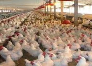 المستشفى البيطري في ديالى يؤكد خلو المحافظة من مرض انفلونزا الطيور