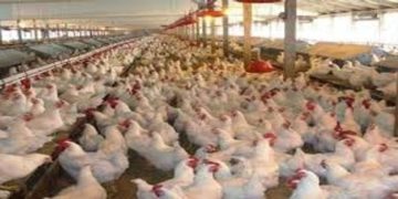 المستشفى البيطري في ديالى يؤكد خلو المحافظة من مرض انفلونزا الطيور