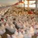 المستشفى البيطري في ديالى يؤكد خلو المحافظة من مرض انفلونزا الطيور