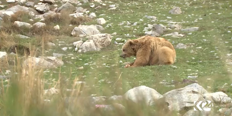 رويترز تنشر صورة من العراق: هروب المصورين لحظة إطلاق سراح ’دب أسير’