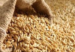 الاردن تقدم طلبا رسميا  لشراء الشعير العلفي من العراق