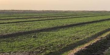 اهمال أم يتسبب بمصرع طفلها في ديالى