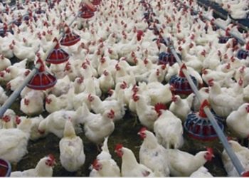 ارتفاع معدلات إنتاج البيض ولحوم الدواجن خلال الشهر الماضي