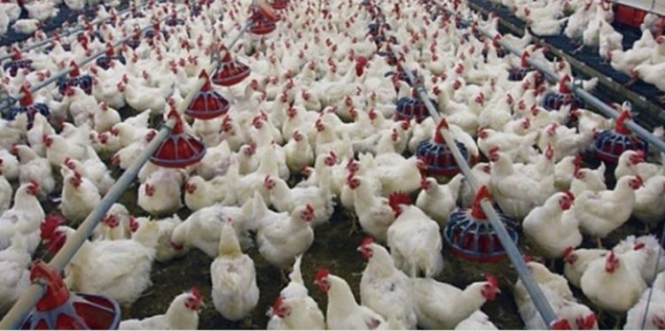 ارتفاع معدلات إنتاج البيض ولحوم الدواجن خلال الشهر الماضي