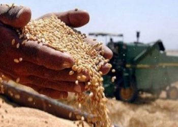 اطلاق ٥١١ مليار دينار من مستحقات مسوقي الحنطة