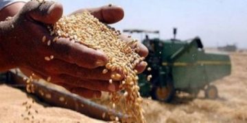 اطلاق ٥١١ مليار دينار من مستحقات مسوقي الحنطة