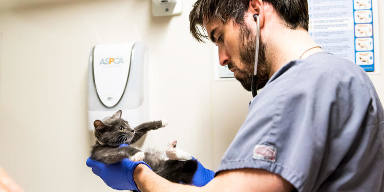 تسجيل أول لقاح في العالم لحماية الحيوانات من كورونا