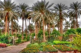 عمليات تجريف تلتهم بساتين النخيل !