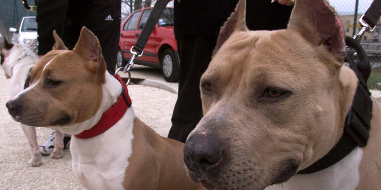 بريطانيا.. كلبان يهاجمان امرأة مسنة ويقتلانها