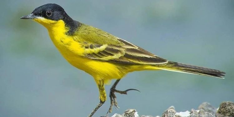 “ابو الزعر” يظهر في الجبايش , لأول مرة