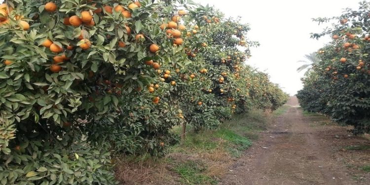 “آفة” فتاكة تقضي على بساتين ديالى