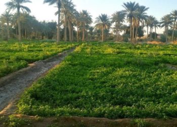 مشروع قانون لمعالجة ظاهرة تحويل البساتين لأحياء سكنية