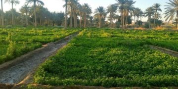 مشروع قانون لمعالجة ظاهرة تحويل البساتين لأحياء سكنية