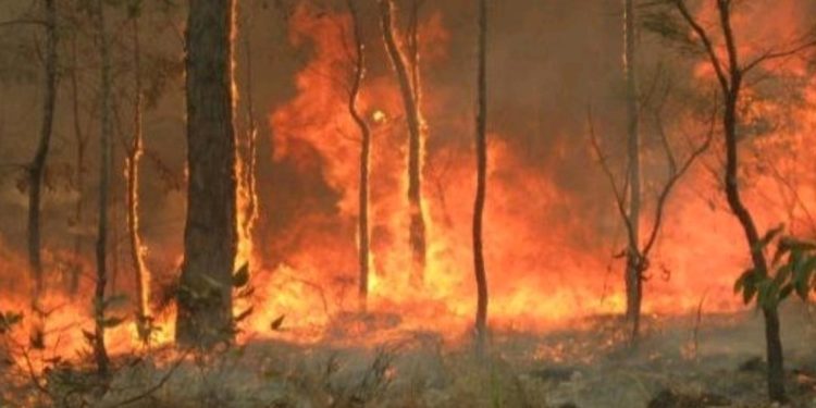 احتراق (الفي دونم) من الاراضي الزراعية في السليمانية