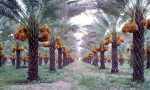 العراق الرابع عالمياً بأنتاجه وتصديره للتمور