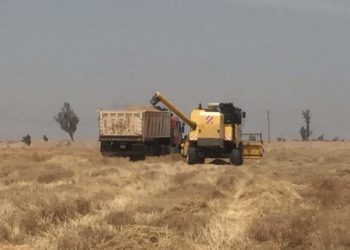 انطلاق عمليات حصاد محصولي الحنطة والشعير في الأنبار