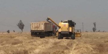 انطلاق عمليات حصاد محصولي الحنطة والشعير في الأنبار