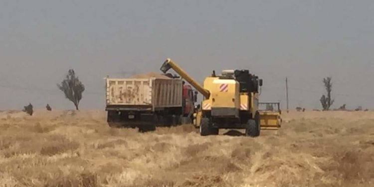 انطلاق عمليات حصاد محصولي الحنطة والشعير في الأنبار