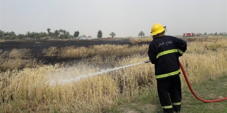 الدفاع المدني تعلن انقاذ (450 دونم ) حنطة في النجف