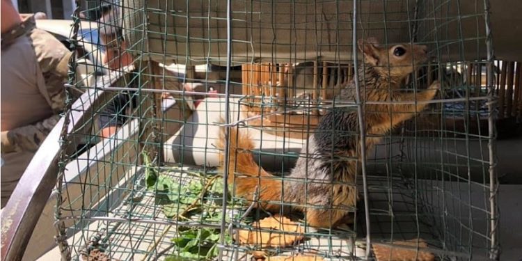 السليمانية تمنع الاتجار بالحيوانات البرية في أسواقها