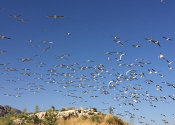 “جزيرة دوكركان” مملكة نوارس بحر المتوسط في كردستان