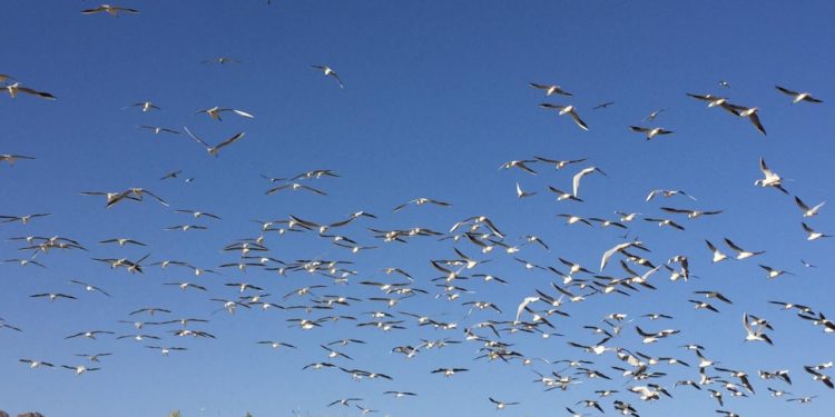 “جزيرة دوكركان” مملكة نوارس بحر المتوسط في كردستان