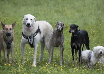 كلاب نقلت من العراق إلى الريف الويلزي تحتاج الآن لمنزل وعائلة محبة