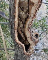 رحلة محفوفة بالمخاطر بحثا عن لقمة العيش في جبال قنديل (مناحل العسل الطبيعية)