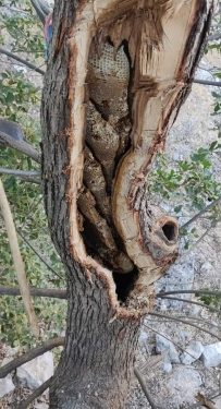 رحلة محفوفة بالمخاطر بحثا عن لقمة العيش في جبال قنديل (مناحل العسل الطبيعية)