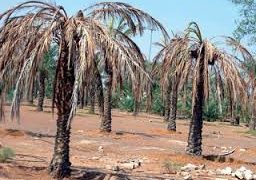 الجفاف يهدد 30 صنفاً نادراً من التمور في ناحية حدودية مع إيران