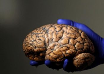 يقترب العلماء من تغيير ذاكرة الإنسان… فهل يجب أن يفعلوا ذلك؟