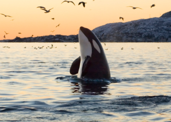 كيف تعبِّر الحيوانات عن حزنها … ؟