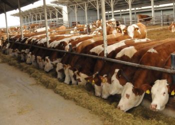 العراق في مقدمة مستوردي المنتجات الحيوانية التركية