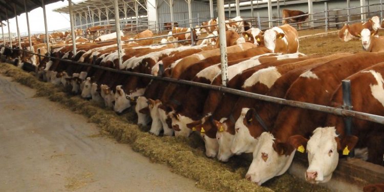 العراق في مقدمة مستوردي المنتجات الحيوانية التركية