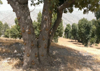 ماؤها علكة غالية وثمارها مسابح تباع بآلاف الدولارات (شجرة البطم)